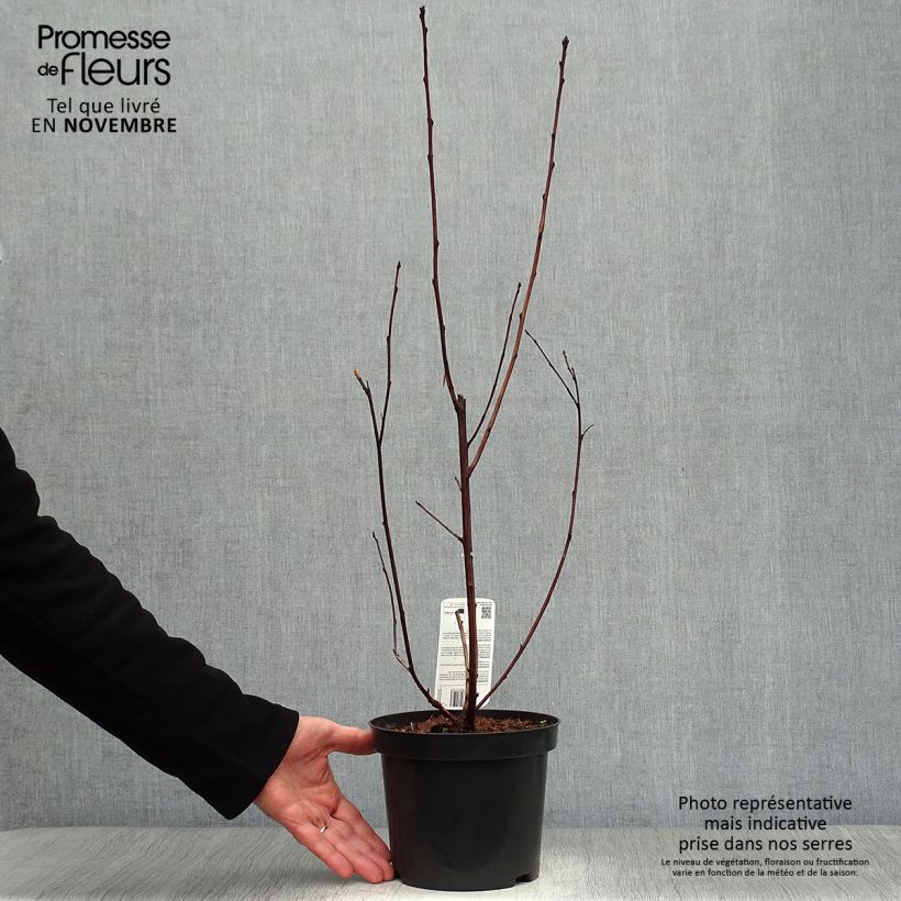 Exemplaar van Physocarpus opulifolius Lady in Red - Blaasspirea Pot van 3 l/4 l zoals geleverd in de herfst