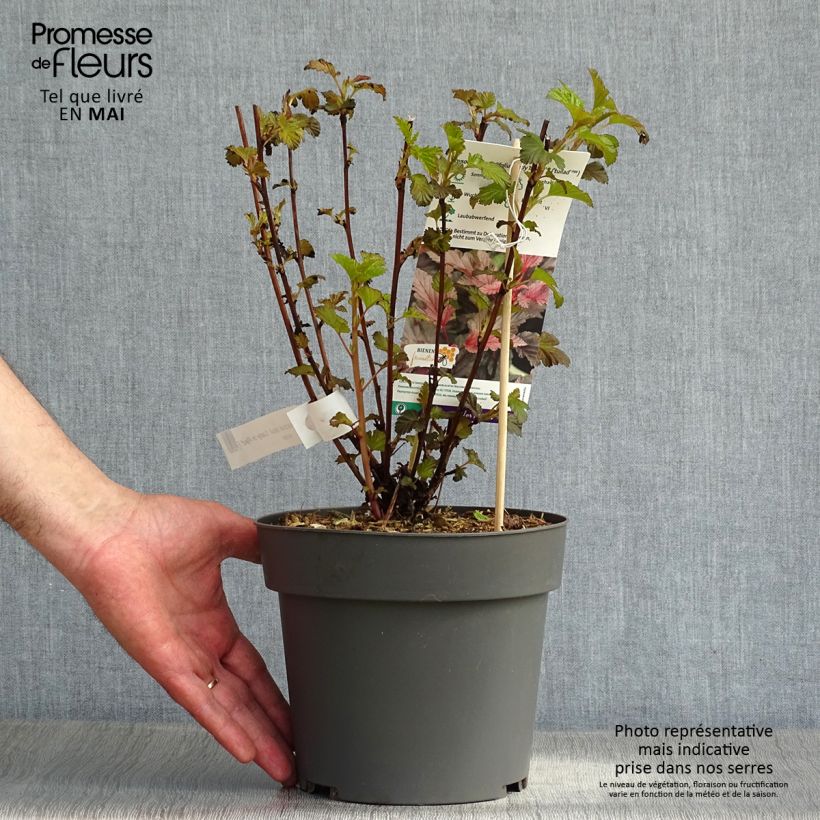 Exemplaar van Physocarpus opulifolius Lady in Red - Blaasspirea Pot van 3 l/4 l zoals geleverd in de lente