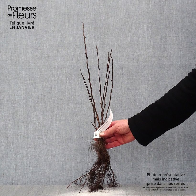 Example of Physocarpus opulifolius Little Angel - Blaasspirea Naakte wortel as you get in hiver