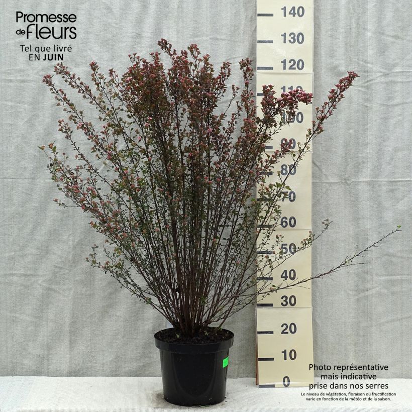 Example of Physocarpus opulifolius Little Devil - Blaasspirea Pot van 7,5 l/10 l as you get in printemps