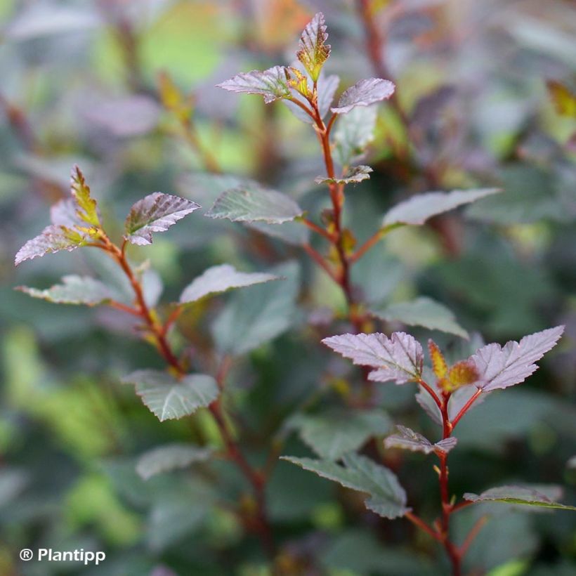 Physocarpus opulifolius Little Joker - Blaasspirea (Foliage)