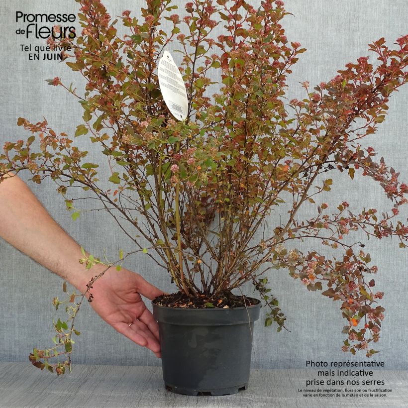 Example of Physocarpus opulifolius Little Joker - Blaasspirea Pot van 2 l/3 l as you get in printemps