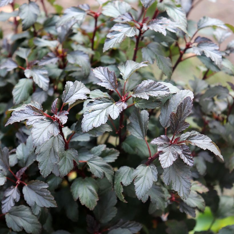 Physocarpus opulifolius Little Joker - Blaasspirea (Blad)