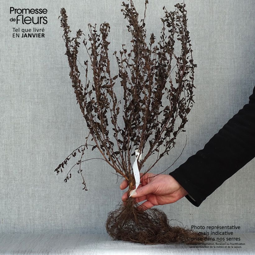 Example of Physocarpus opulifolius Little Joker - Blaasspirea Naakte wortel as you get in hiver