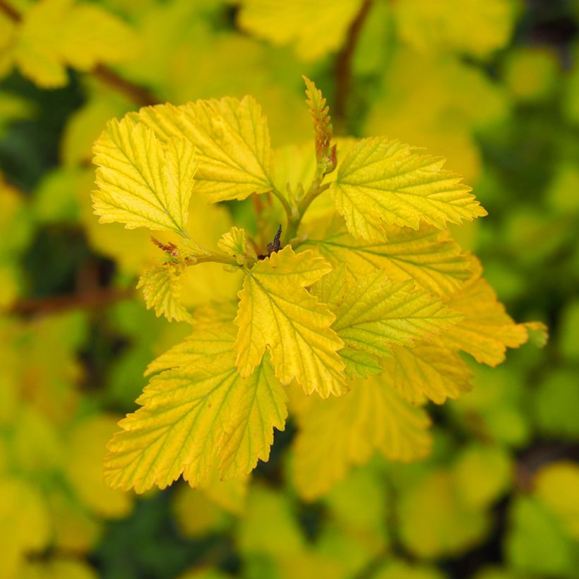 Physocarpus opulifolius Luteus - Blaasspirea (Blad)