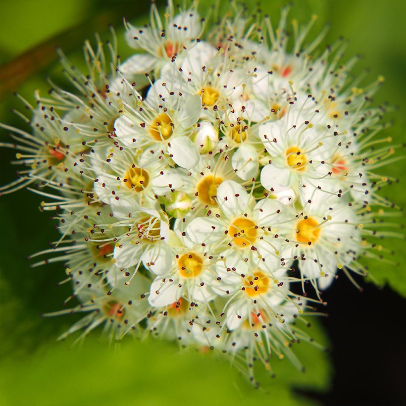 Physocarpus opulifolius Luteus - Blaasspirea (Bloei)