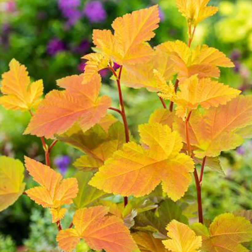 Physocarpus opulifolius Magic Ball - Blaasspirea (Blad)