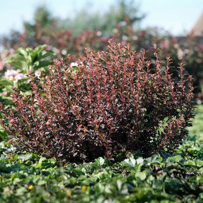 Physocarpus opulifolius Magic Sweet Cherry Tea - Blaasspirea (Groeiplaats)