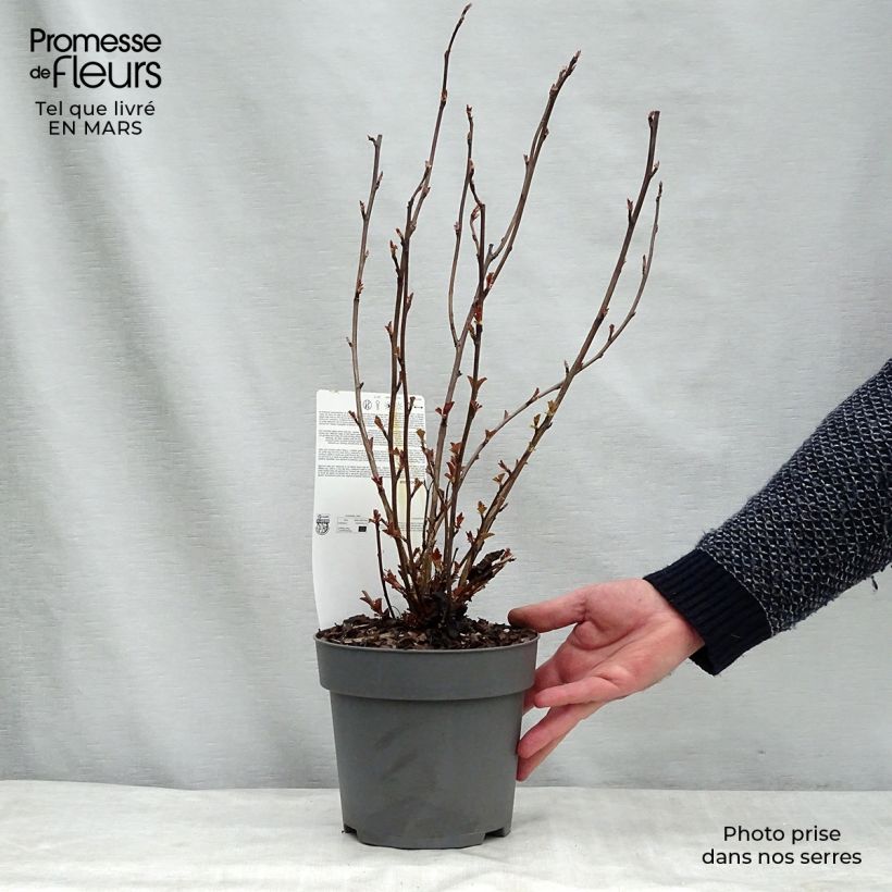 Exemplaar van Physocarpus opulifolius Perspektiva - Blaasspirea Pot van 2 l/3 l zoals geleverd in de winter
