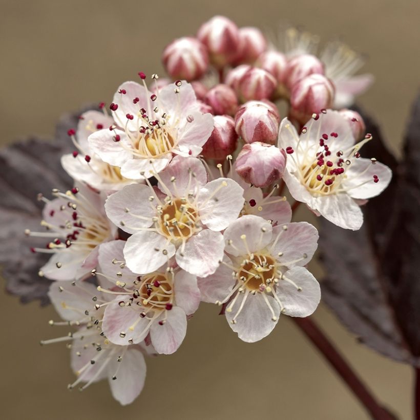 Physocarpus opulifolius Perspektiva - Blaasspirea (Bloei)