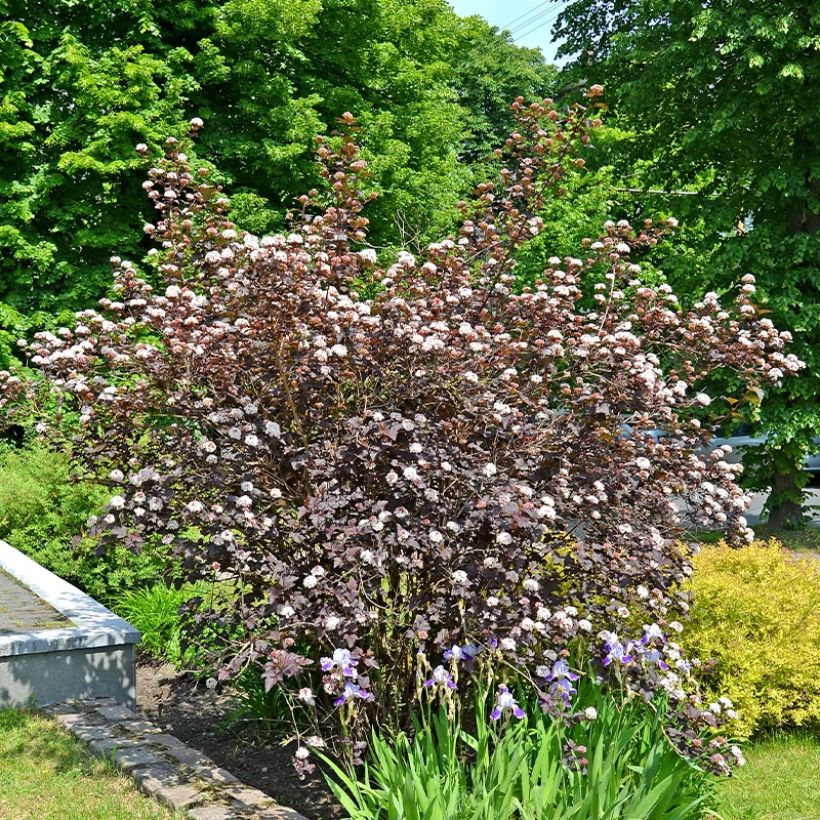 Physocarpus opulifolius Perspektiva - Blaasspirea (Groeiplaats)