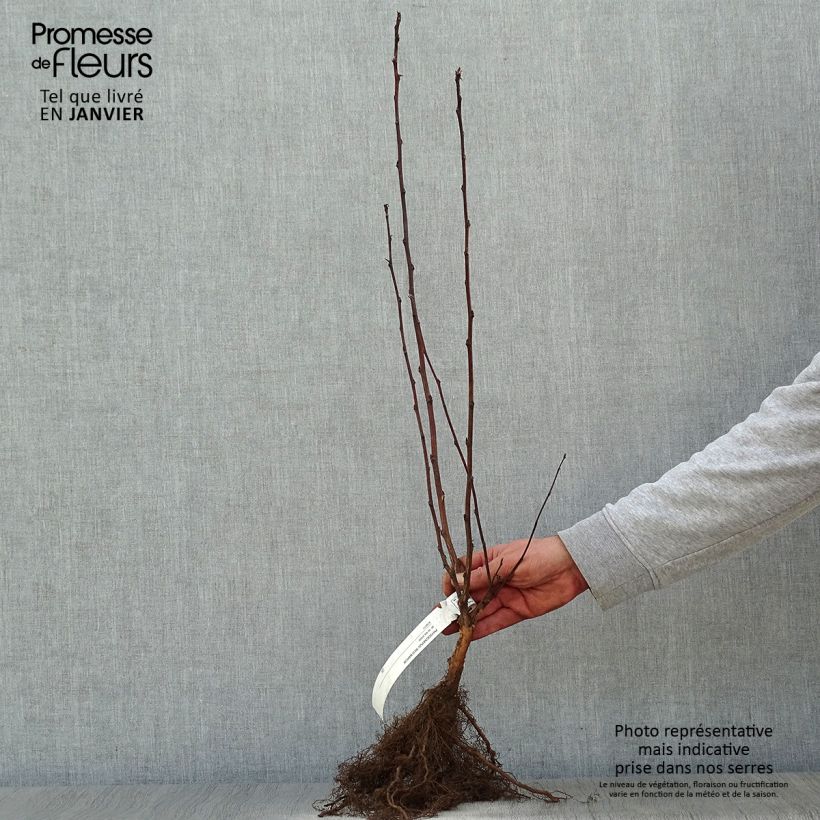 Exemplaar van Physocarpus opulifolius Red Baron - Blaasspirea Naakte wortel zoals geleverd in de winter