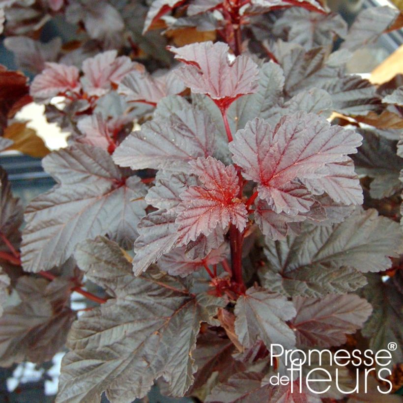 Physocarpus opulifolius Rubella - Blaasspirea (Foliage)