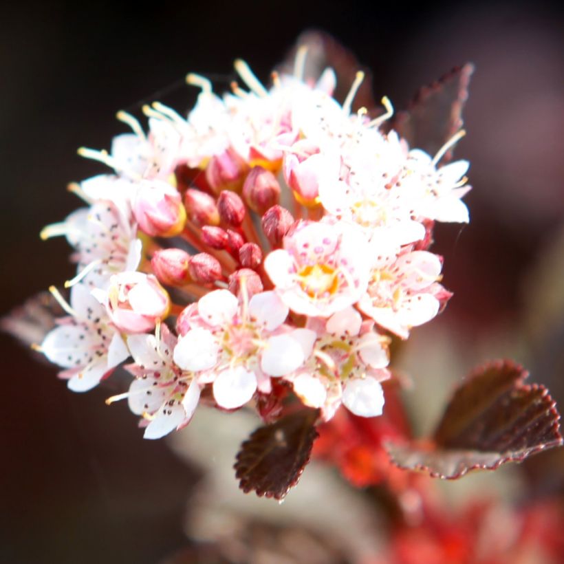 Physocarpus opulifolius Spicy Devil - Blaasspirea (Flowering)