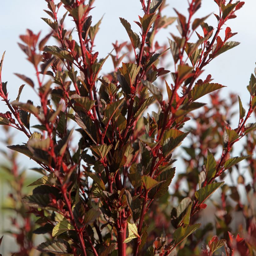Physocarpus opulifolius Spicy Devil - Blaasspirea (Plant habit)