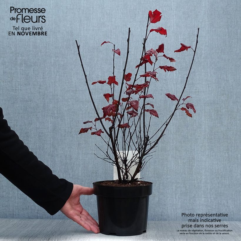 Exemplaar van Physocarpus opulifolius Summer Wine - Blaasspirea Pot van 3 l/4 l zoals geleverd in de herfst
