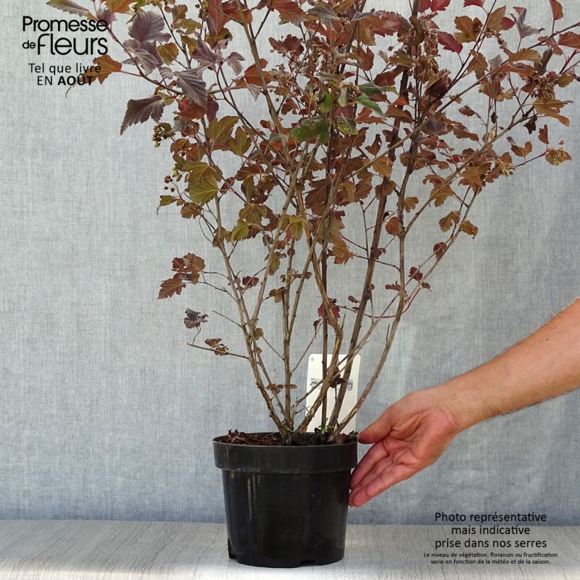 Exemplaar van Physocarpus opulifolius Summer Wine - Blaasspirea Pot van 3 l/4 l zoals geleverd in de zomer