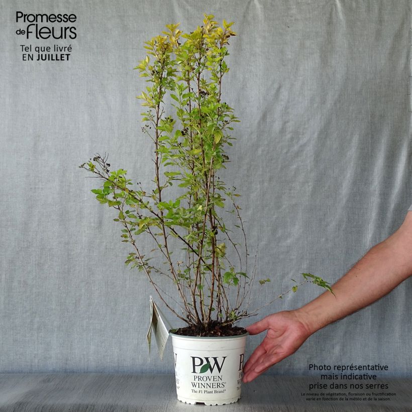 Exemplaar van Physocarpus opulifolius Tiny Wine Gold - Blaasspirea Pot van 2 l/3 l zoals geleverd in de zomer