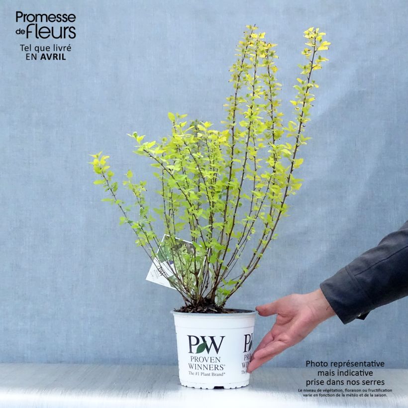 Example of Physocarpus opulifolius Tiny Wine Gold - Blaasspirea Pot van 2 l/3 l as you get in printemps