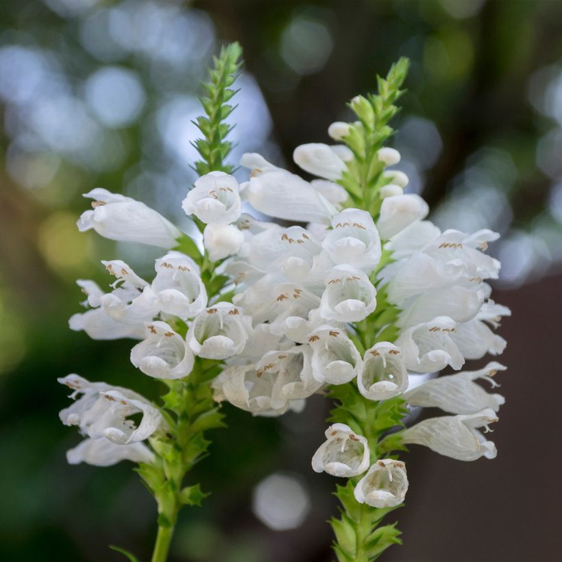 Physostegia virginiana Alba - Scharnierbloem (Bloei)
