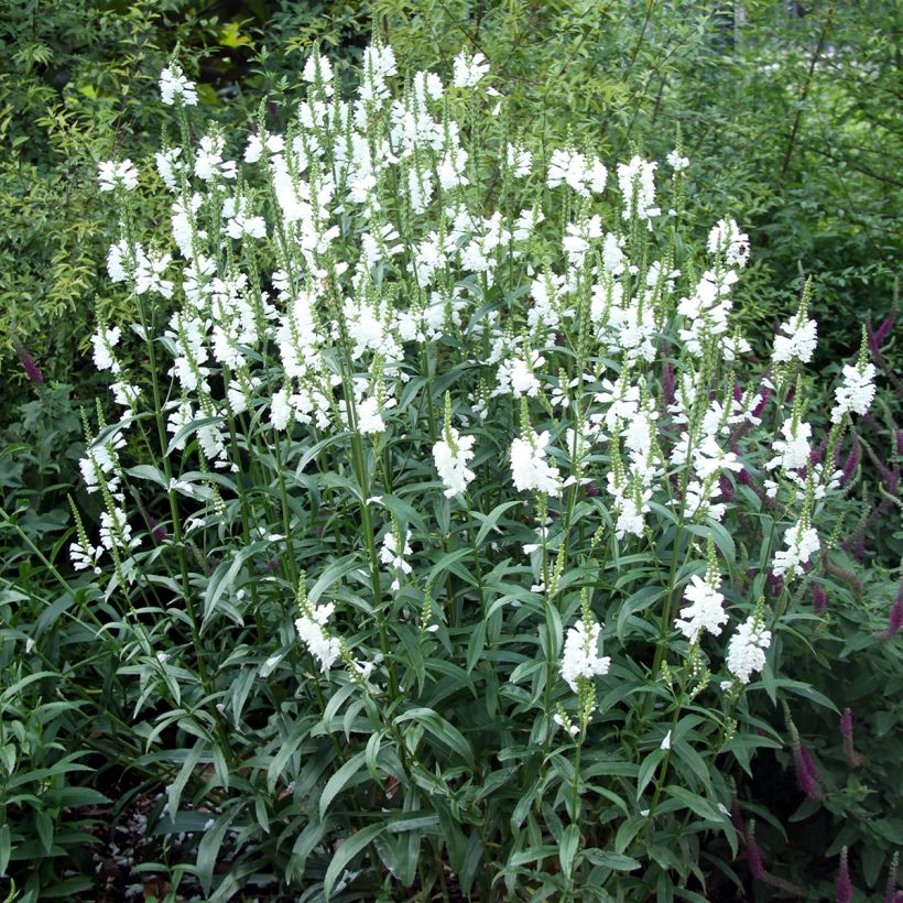 Physostegia virginiana Alba - Scharnierbloem (Groeiplaats)