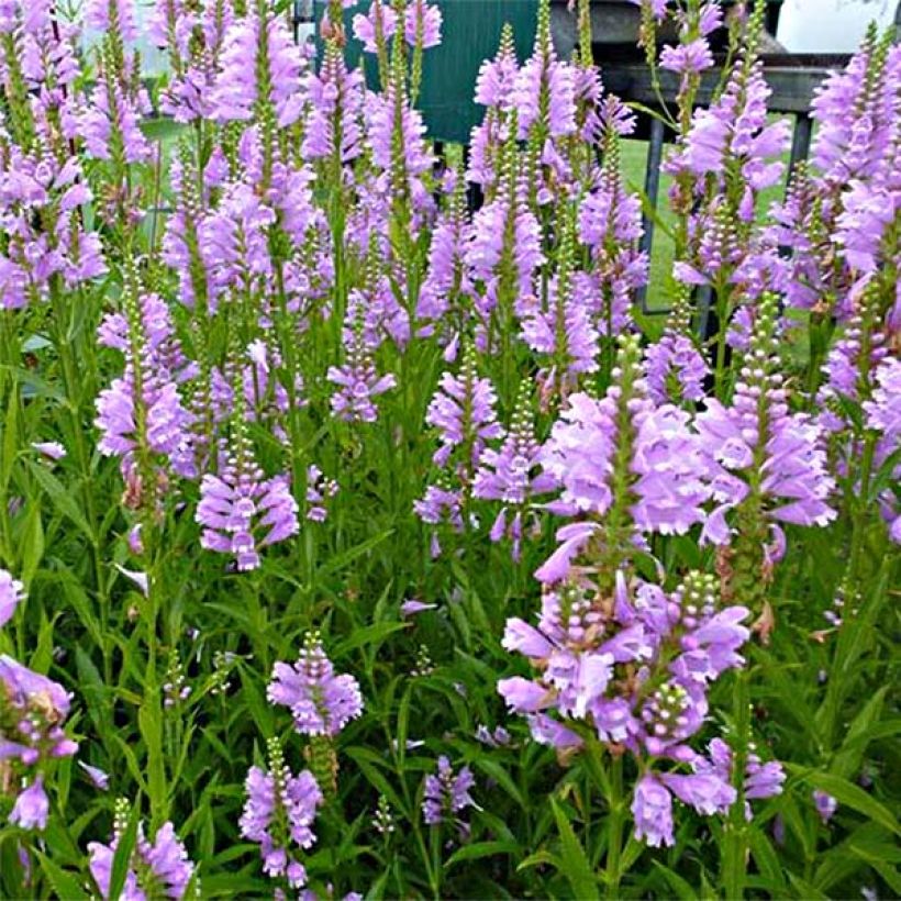 Physostegia virginiana Bouquet Roze - Scharnierbloem (Bloei)