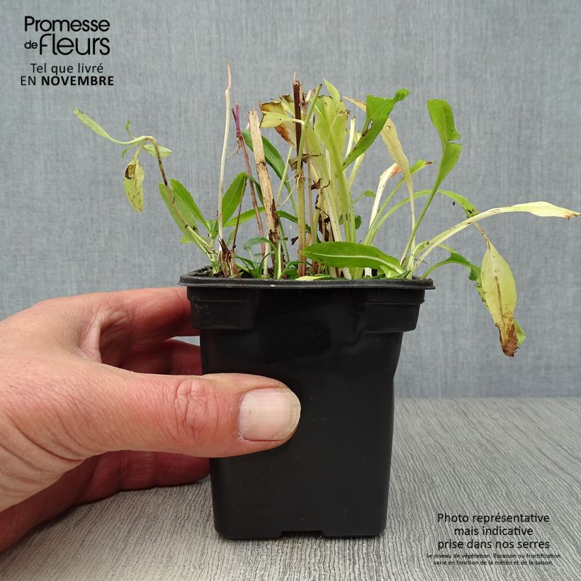 Exemplaar van Physostegia virginiana Bouquet Roze - Scharnierbloem Kweekpotje van 7/8 cm zoals geleverd in de herfst