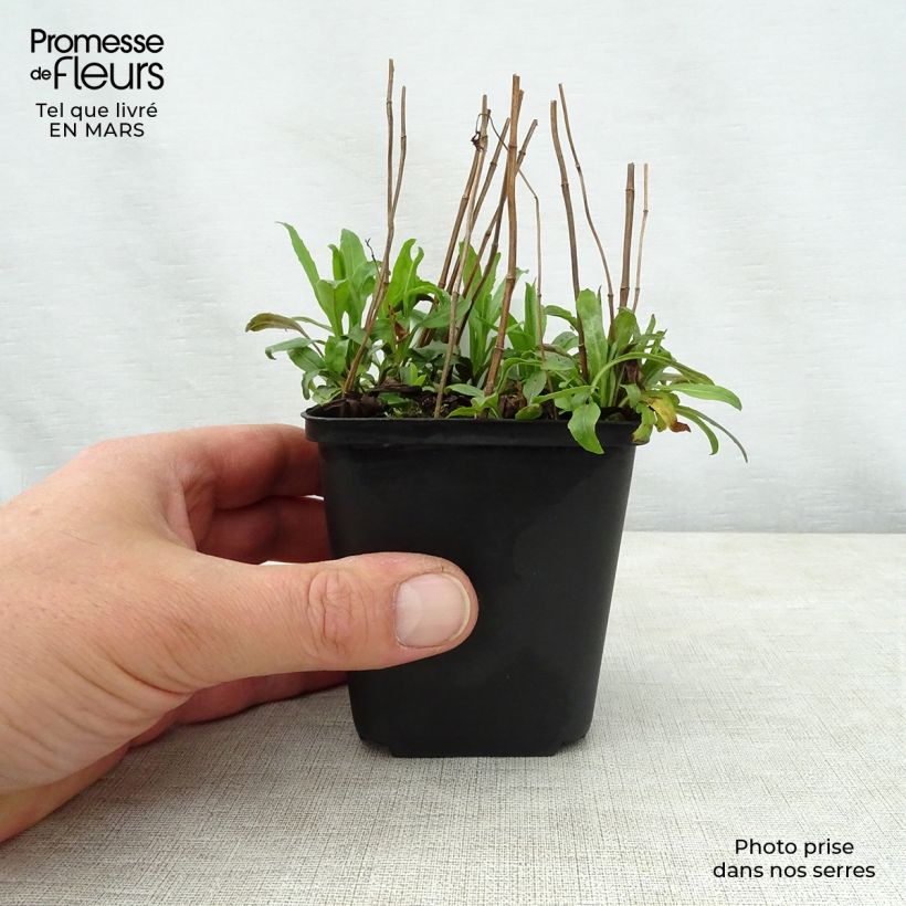 Exemplaar van Physostegia virginiana Galadriel - Scharnierbloem Kweekpotje van 8/9 cm zoals geleverd in de lente