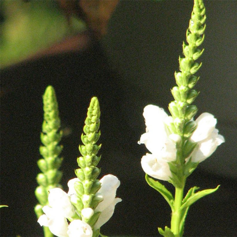 Physostegia virginiana Summer Snow - Scharnierbloem (Bloei)