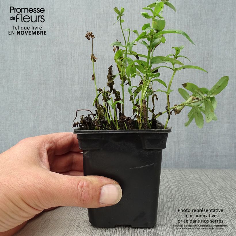 Exemplaar van Physostegia virginiana Summer Snow - Scharnierbloem Kweekpotje van 7/8 cm zoals geleverd in de herfst