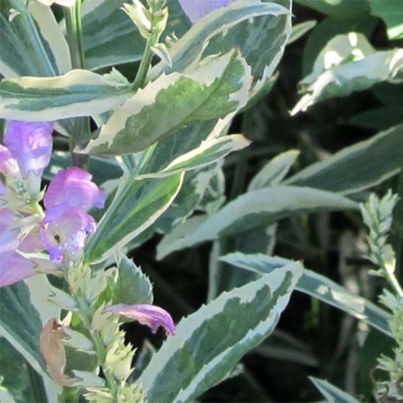 Physostegia virginiana Variegata - Scharnierbloem (Foliage)