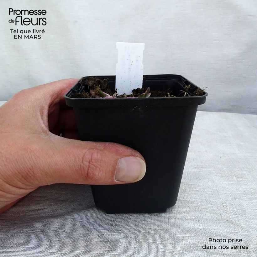 Example of Physostegia virginiana Variegata - Scharnierbloem Kweekpotje van 8/9 cm as you get in printemps