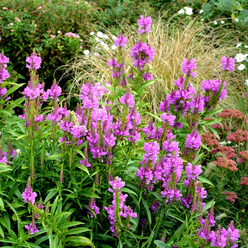 Physostegia virginiana Vivid - Scharnierbloem (Groeiplaats)
