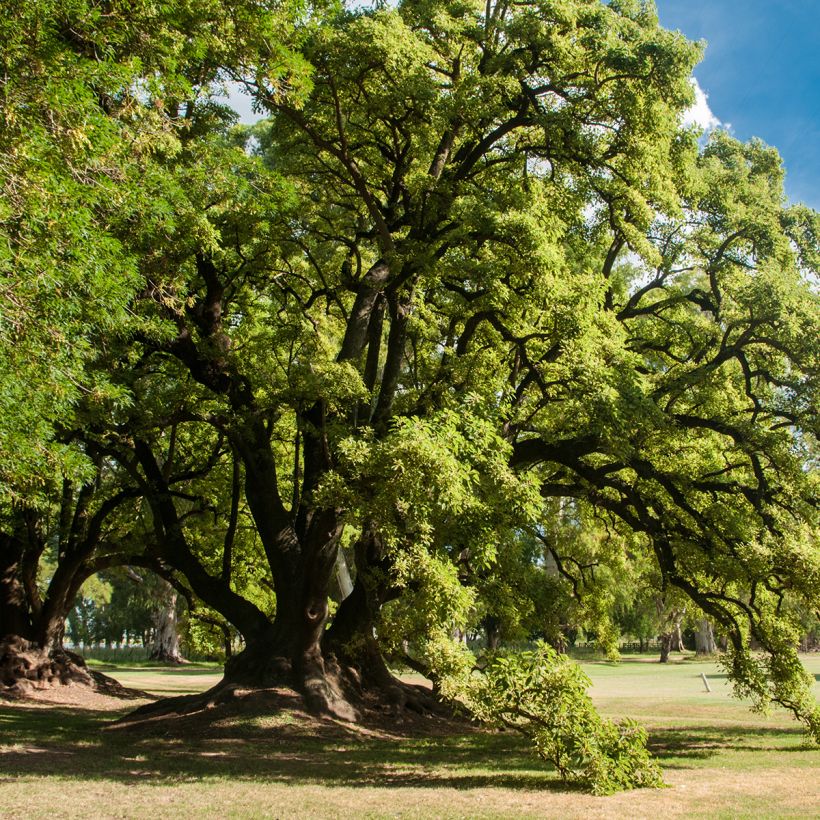 Phytolacca dioica - Ombu-boom (Groeiplaats)