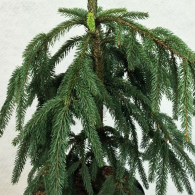 Picea abies Aarburg - Fijnspar (Blad)