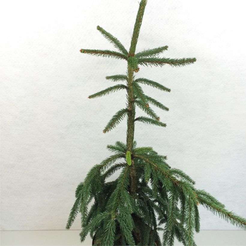 Picea abies Aarburg - Fijnspar (Groeiplaats)