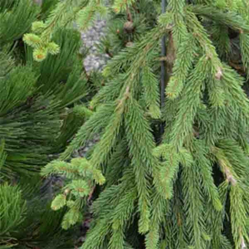 Picea abies Frohburg - Fijnspar (Foliage)