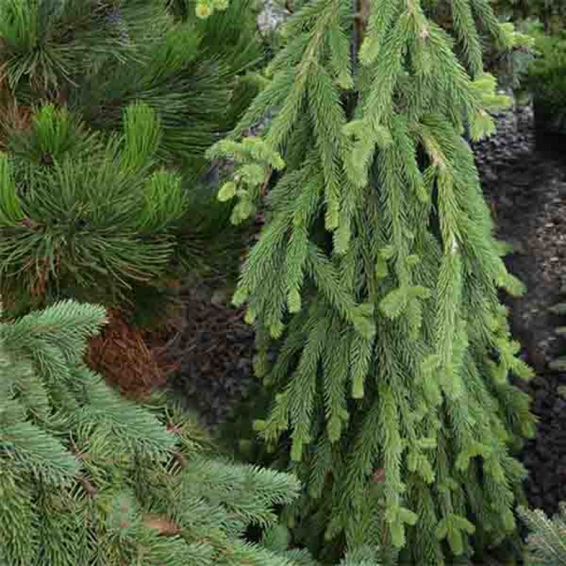 Picea abies Frohburg - Fijnspar (Plant habit)