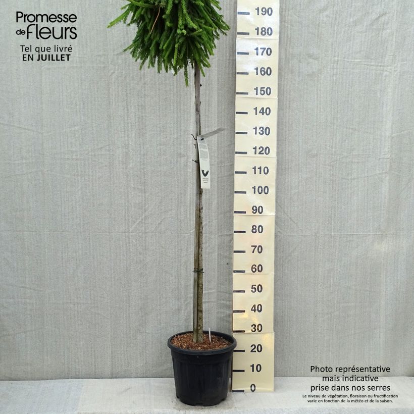 Exemplaar van Picea abies Frohburg - Fijnspar Pot van 20 l/25 l, Hoogstam zoals geleverd in de zomer