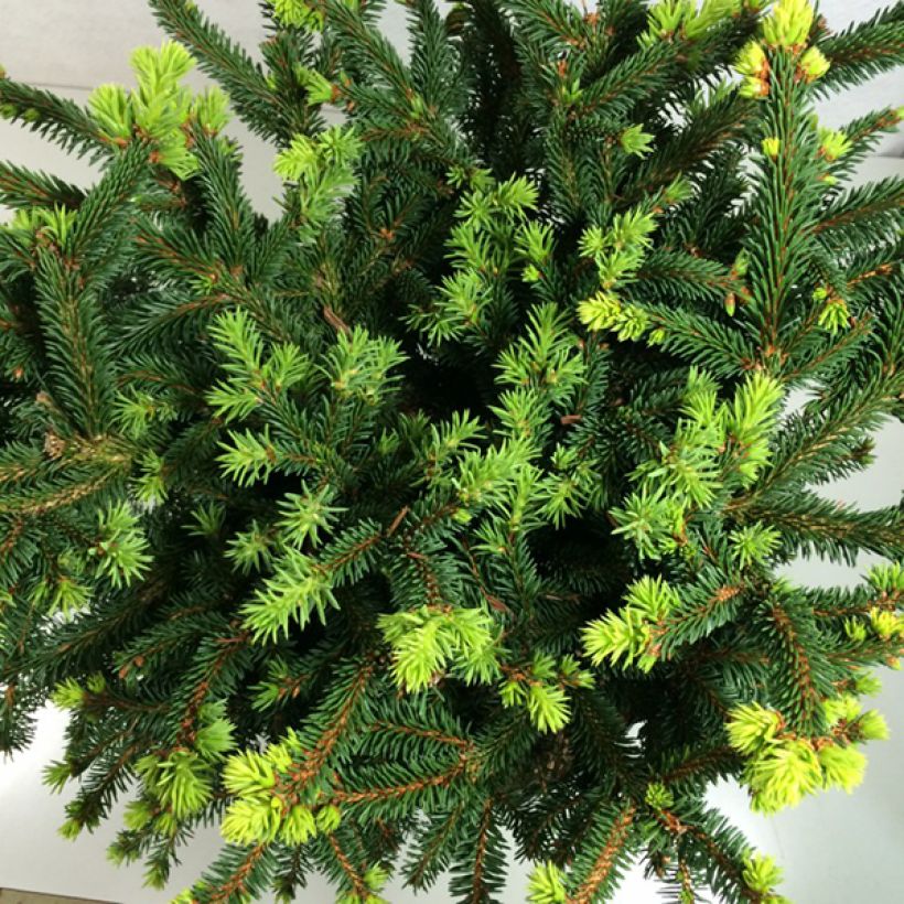 Picea abies Hana Subutus - Fijnspar (Blad)