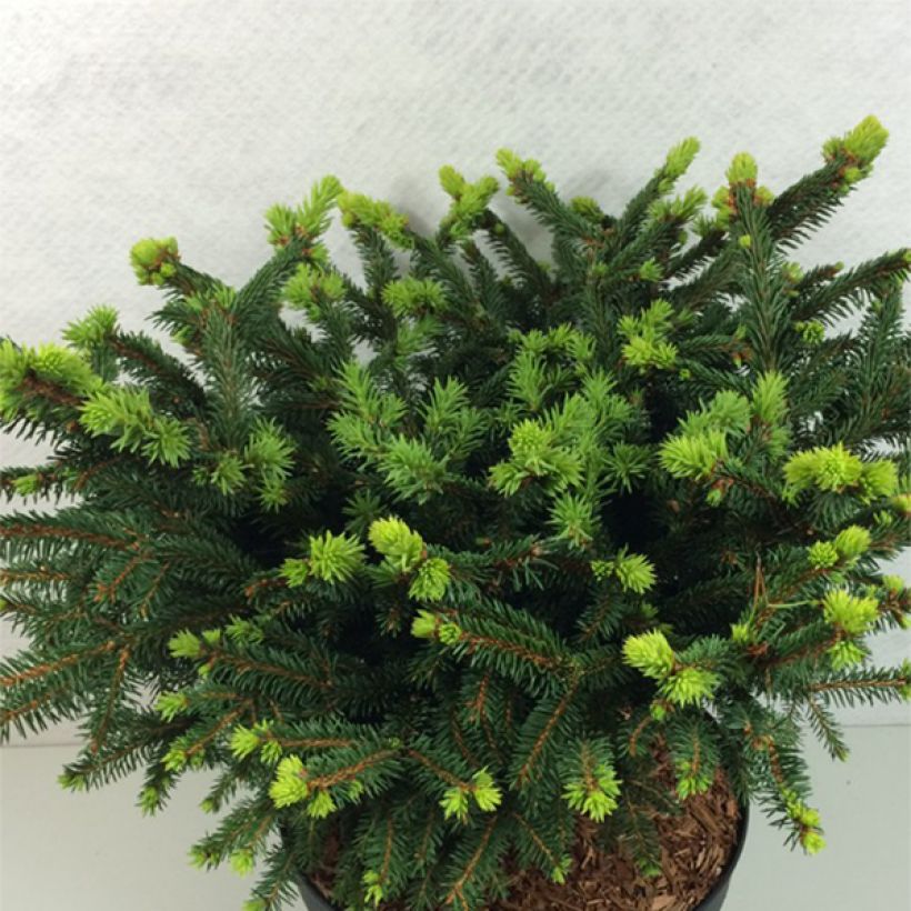 Picea abies Hana Subutus - Fijnspar (Groeiplaats)