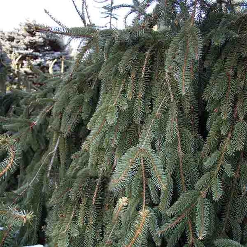 Picea abies Inversa - Fijnspar (Plant habit)