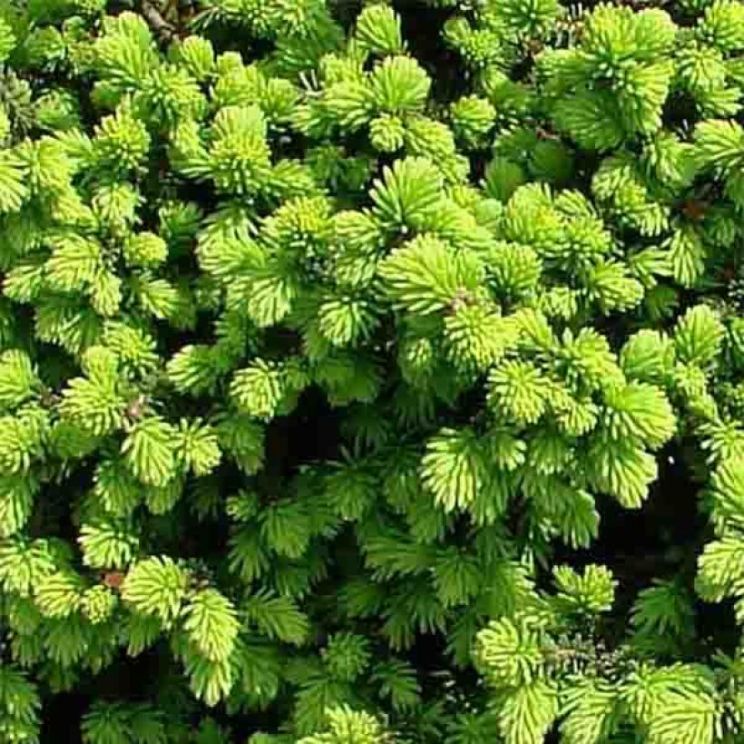 Picea abies Little Gem - Fijnspar (Blad)