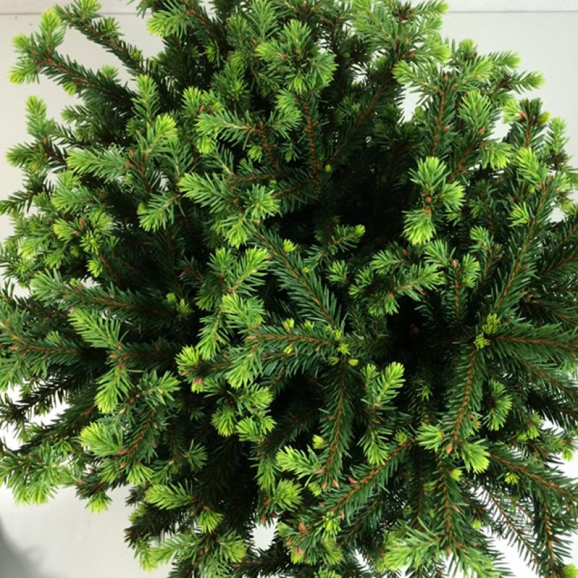 Picea abies Maxwellii - Fijnspar (Blad)