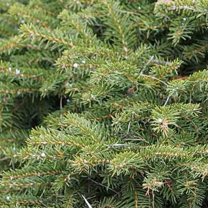 Picea abies Nidiformis - Fijnspar (Foliage)