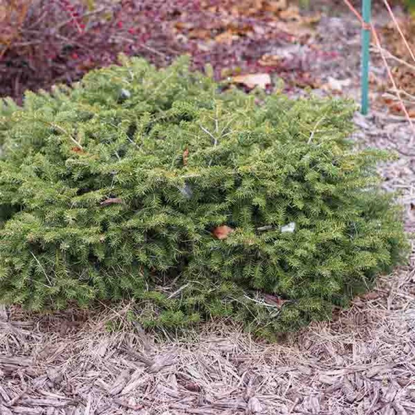 Picea abies Nidiformis - Fijnspar (Plant habit)