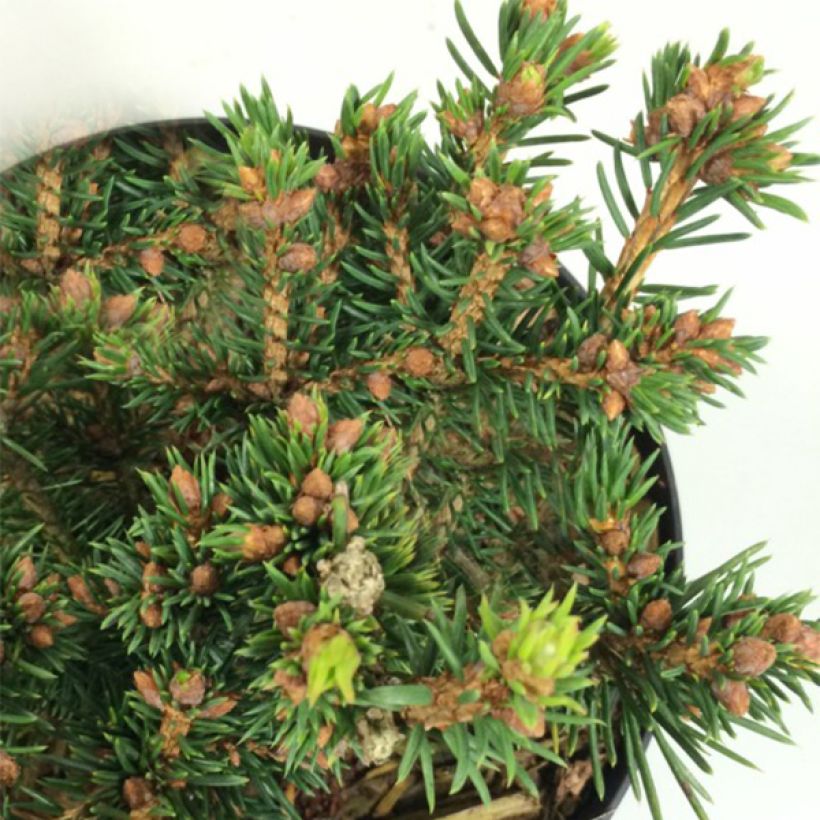Picea abies Petra - Fijnspar (Blad)
