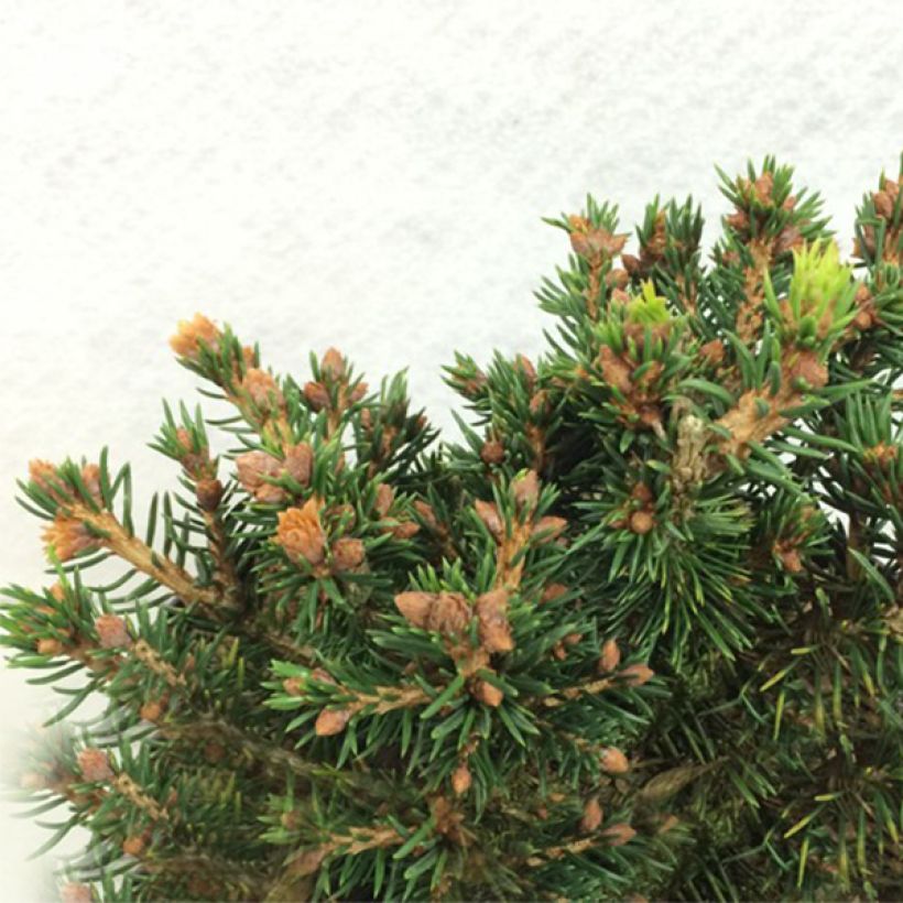 Picea abies Petra - Fijnspar (Groeiplaats)