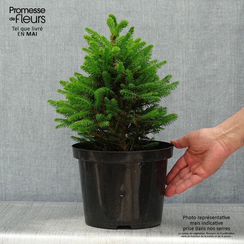 Example of Picea abies Will's Zwerg - Fijnspar Pot van 7,5 l/10 l as you get in printemps