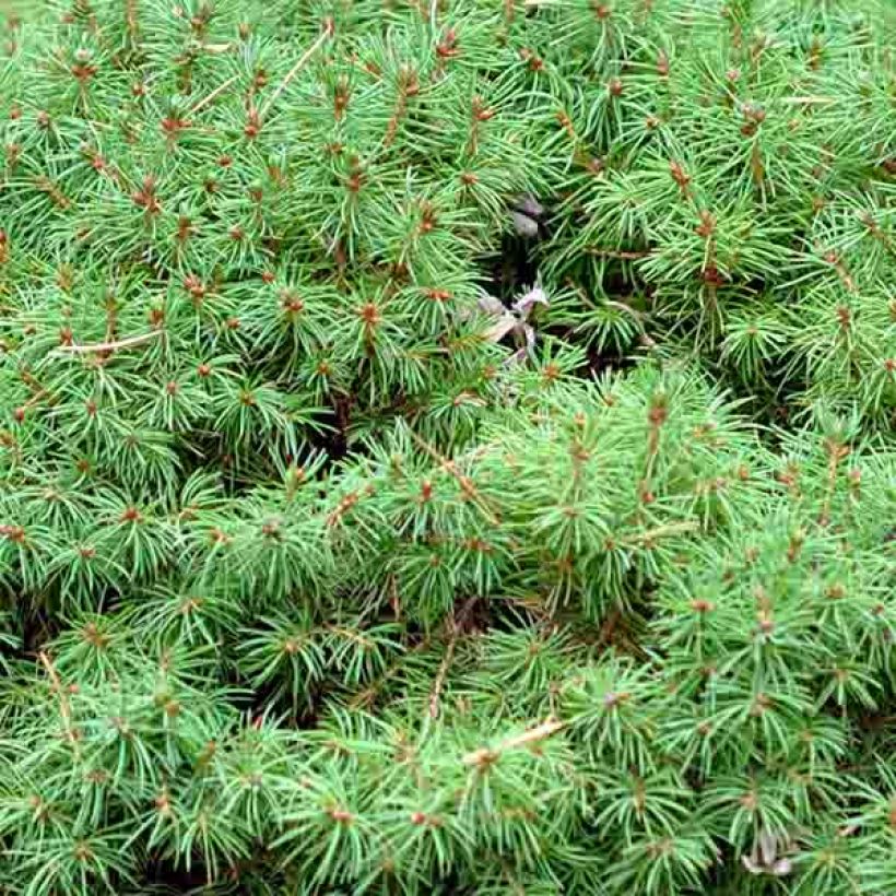 Picea glauca Alberta Globe - Witte spar (Blad)